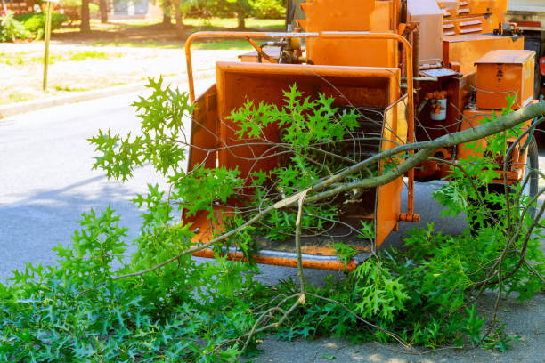 Emergency Storm Tree Removal in Poway, CA